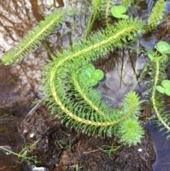 Myriophyllum sp. (Water-milfoil) at Lower Borough, NSW - 6 Apr 2024 by mcleana