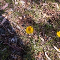 Xerochrysum viscosum (Sticky Everlasting) at Lyons, ACT - 25 Nov 2015 by ran452