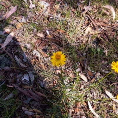 Xerochrysum viscosum (Sticky Everlasting) at Lyons, ACT - 25 Nov 2015 by ran452