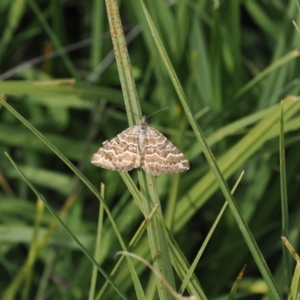 Chrysolarentia heliacaria at Namadgi National Park - 11 Mar 2024