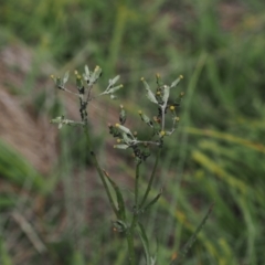 Senecio campylocarpus (Swamp Cotton Fireweed) at Namadgi National Park - 11 Mar 2024 by RAllen