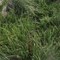 Senecio campylocarpus at Namadgi National Park - 11 Mar 2024