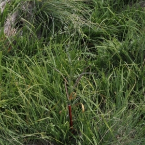 Senecio campylocarpus at Namadgi National Park - 11 Mar 2024