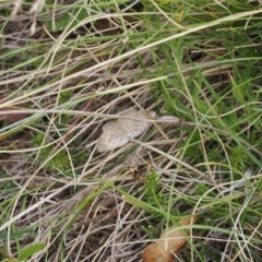 Casbia pallens (Pale Casbia) at Mount Clear, ACT - 11 Mar 2024 by RAllen