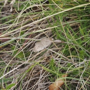 Casbia pallens at Namadgi National Park - 11 Mar 2024