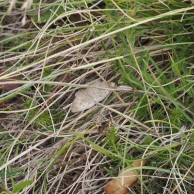 Casbia pallens (Pale Casbia) at Mount Clear, ACT - 11 Mar 2024 by RAllen