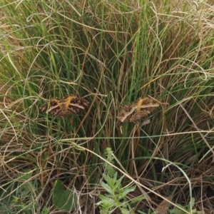 Chrysolarentia vicissata (Vicissata Carpet) at Namadgi National Park by RAllen