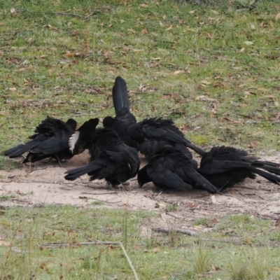 Corcorax melanorhamphos (White-winged Chough) at Mount Clear, ACT - 11 Mar 2024 by RAllen