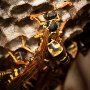 Polistes (Polistes) chinensis at CCG100: Woodland Dam - 7 Apr 2024 10:18 AM