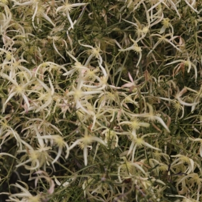 Clematis leptophylla (Small-leaf Clematis, Old Man's Beard) at Lyons, ACT - 26 Sep 2021 by ran452