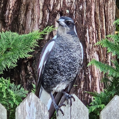 Gymnorhina tibicen (Australian Magpie) at QPRC LGA - 10 Apr 2024 by MatthewFrawley