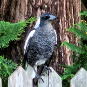 Gymnorhina tibicen at QPRC LGA - 10 Apr 2024