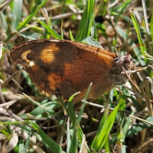 Heteronympha merope at Fyshwick, ACT - 10 Apr 2024