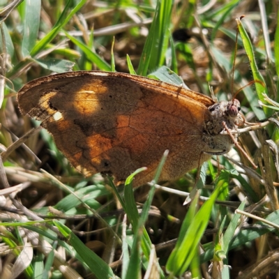 Heteronympha merope (Common Brown Butterfly) at Fyshwick, ACT - 10 Apr 2024 by MatthewFrawley