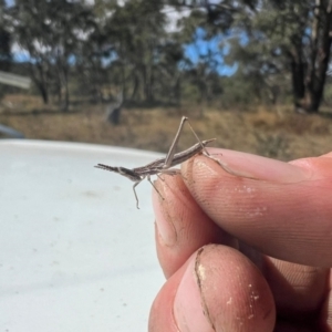 Keyacris scurra (Key's Matchstick Grasshopper) at Williamsdale, NSW by samreid007