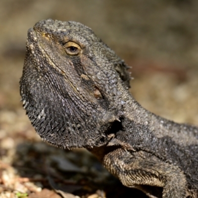 Pogona barbata (Eastern Bearded Dragon) at Acton, ACT - 10 Apr 2024 by Thurstan