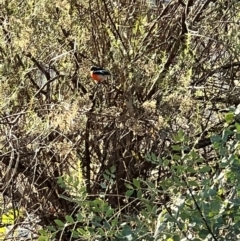 Petroica phoenicea (Flame Robin) at Ainslie, ACT - 9 Apr 2024 by AmyKL