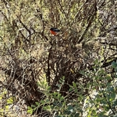 Petroica phoenicea at Mount Ainslie - 10 Apr 2024