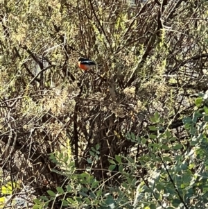 Petroica phoenicea at Mount Ainslie - 10 Apr 2024