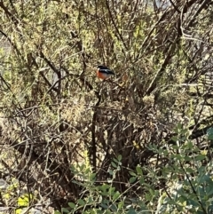 Petroica phoenicea at Mount Ainslie - 10 Apr 2024 08:40 AM