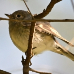 Petroica rosea (Rose Robin) at ANBG - 10 Apr 2024 by Thurstan