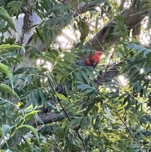 Callocephalon fimbriatum at Mount Ainslie - 14 Feb 2024