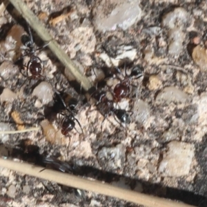 Iridomyrmex sp. (genus) (Ant) at Lyons, ACT by ran452