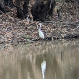 Ardea alba at Kerang, VIC - 5 Apr 2024