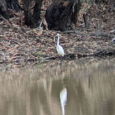 Ardea alba (Great Egret) at Kerang, VIC - 5 Apr 2024 by Darcy