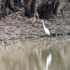 Ardea alba at Kerang, VIC - 5 Apr 2024