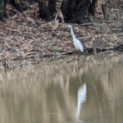 Ardea alba at Kerang, VIC - 5 Apr 2024