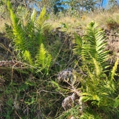 Blechnum cartilagineum (Gristle Fern) at Fisher, ACT - 10 Apr 2024 by HarleyB