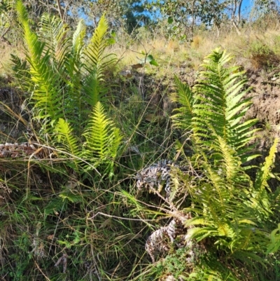 Blechnum cartilagineum (Gristle Fern) at Fisher, ACT - 10 Apr 2024 by HarleyB