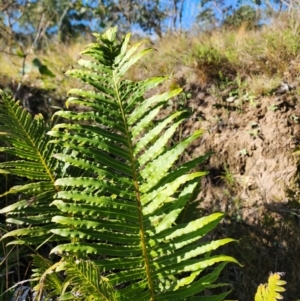 Blechnum cartilagineum at Mount Taylor - 10 Apr 2024