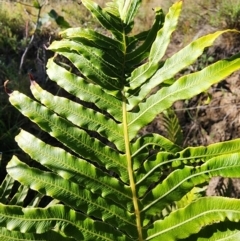 Blechnum cartilagineum at Mount Taylor - 10 Apr 2024