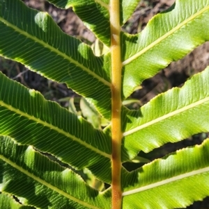 Blechnum cartilagineum at Mount Taylor - suppressed