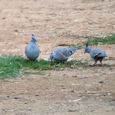 Ocyphaps lophotes (Crested Pigeon) at Kerang, VIC - 5 Apr 2024 by Darcy