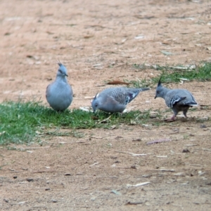 Ocyphaps lophotes (Crested Pigeon) at Kerang, VIC by Darcy