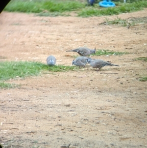 Ocyphaps lophotes at Kerang, VIC - 5 Apr 2024