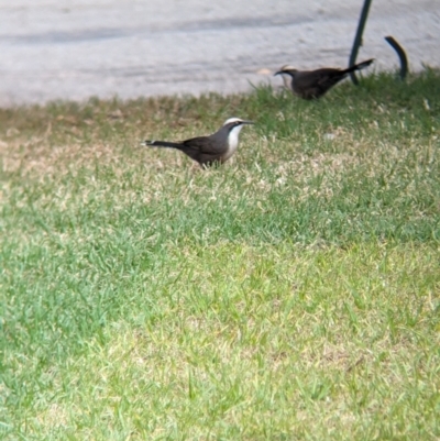 Pomatostomus temporalis temporalis (Grey-crowned Babbler) at Kerang, VIC - 5 Apr 2024 by Darcy