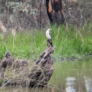 Microcarbo melanoleucos (Little Pied Cormorant) at Kerang, VIC by Darcy