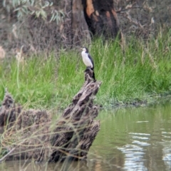 Microcarbo melanoleucos at Kerang, VIC - 5 Apr 2024