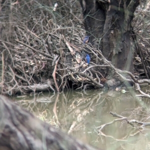 Ceyx azureus at Kerang, VIC - 5 Apr 2024