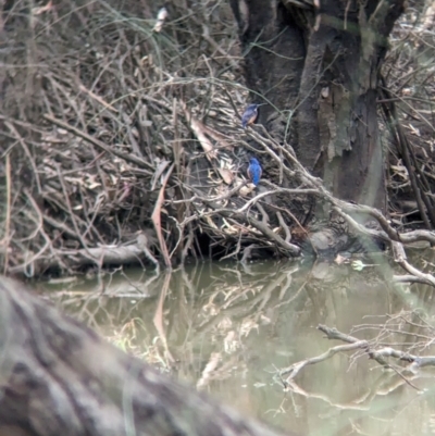 Ceyx azureus (Azure Kingfisher) at Kerang, VIC - 5 Apr 2024 by Darcy