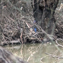 Ceyx azureus at Kerang, VIC - 5 Apr 2024 04:41 PM