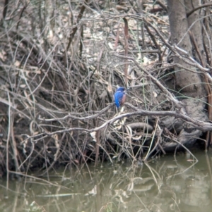 Ceyx azureus at Kerang, VIC - 5 Apr 2024