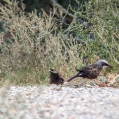 Pomatostomus temporalis (Grey-crowned Babbler) at Kerang, VIC - 5 Apr 2024 by Darcy