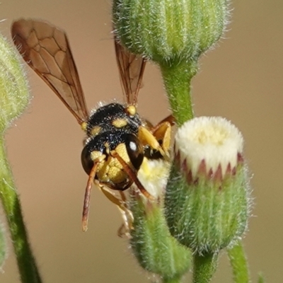 Cerceris sp. (genus) (Unidentified Cerceris wasp) at Hall, ACT - 10 Apr 2024 by Anna123