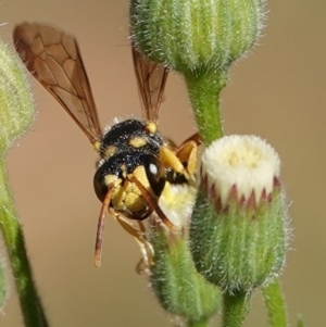 Unidentified Wasp (Hymenoptera, Apocrita) at suppressed by Anna123