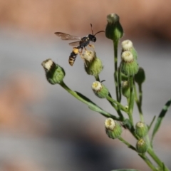 Cerceris sp. (genus) at Hall, ACT - 10 Apr 2024